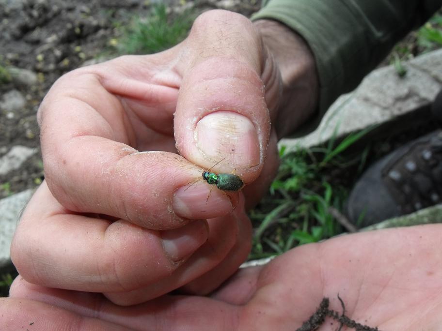 Carabidae romano da ID: Chlaeniellus vestitus